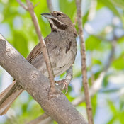 Five-striped Sparrow
